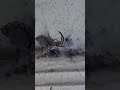 بث مباشر .. عاجل .. العنكبوت يصطاد ذبابةbreaking news .. spider catches a fly😄