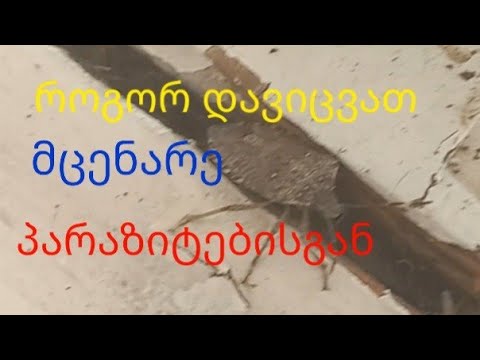 როგორ დავიცვათ მცენარე პარაზიტებისაგან