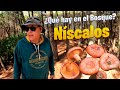 ¡Descubre los Níscalos más Deliciosos del Bosque! ¿Qué hay en el Bosque?