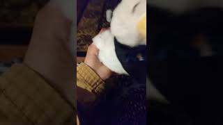 Aflac Commercial Duck Toy Funny