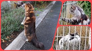 Maine Coon on a Stroll: Sherkan and Shippie encounter a feline neighbor!  V114