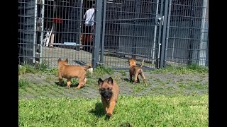 Malinois puppies 7 (seven) weeks old  Little Devils 3:)