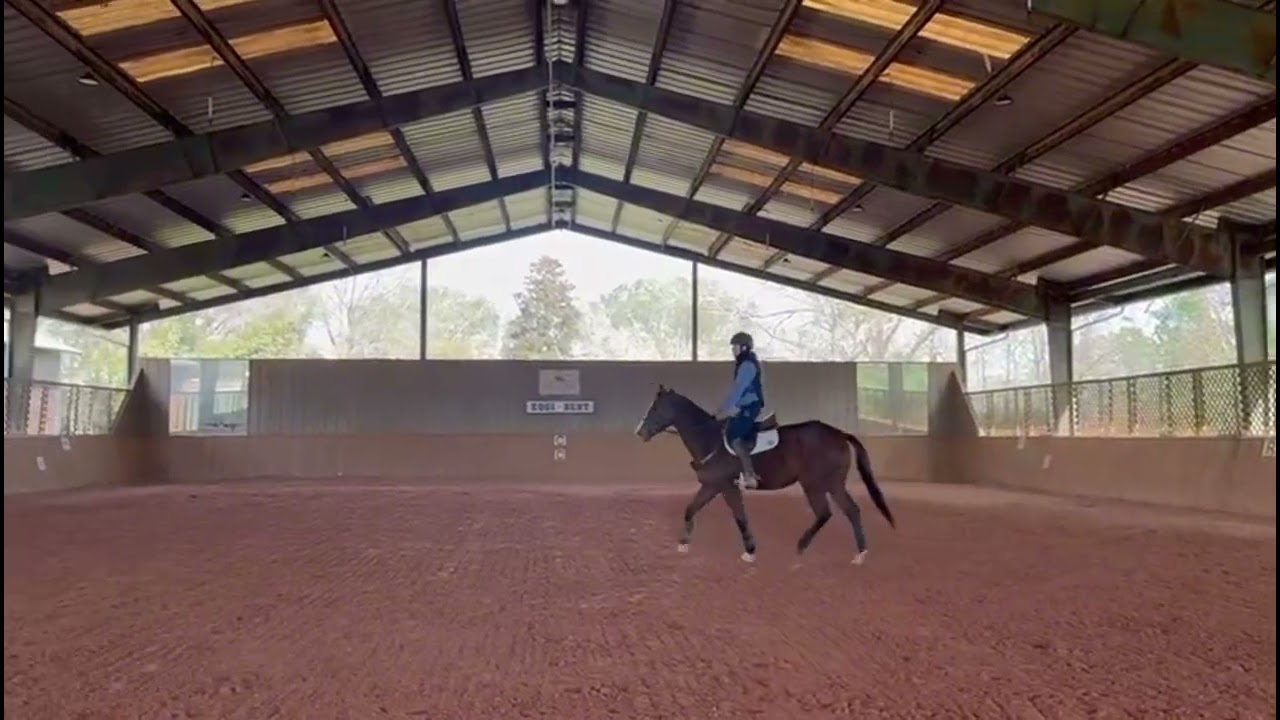 Charged Up Rose - Adoptable Thoroughbred Mare from our Louisiana Facility