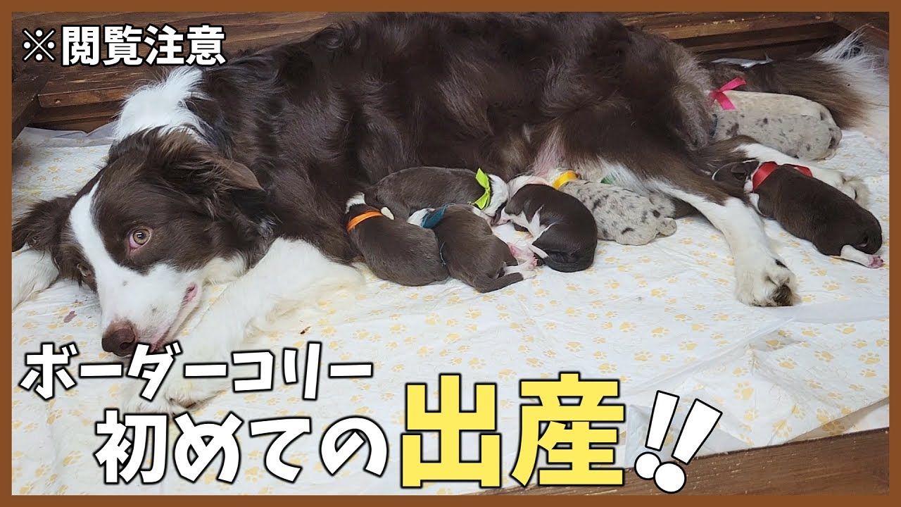 【犬の出産】ボーダーコリー2才の女の子 初めての出産♥【閲覧注意】
