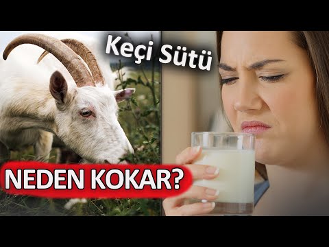 Keçi Sütü KOKAR MI?  NEDEN?