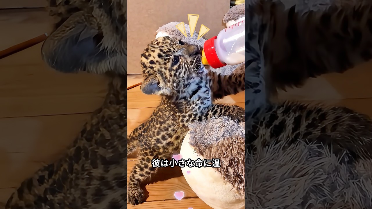 男性が捨てられたジャガーの子どもを発見し愛情込めて育てた