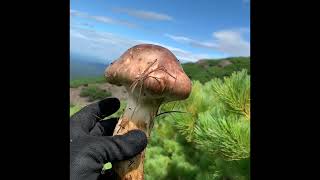 2022松茸ハンター初収穫‼︎