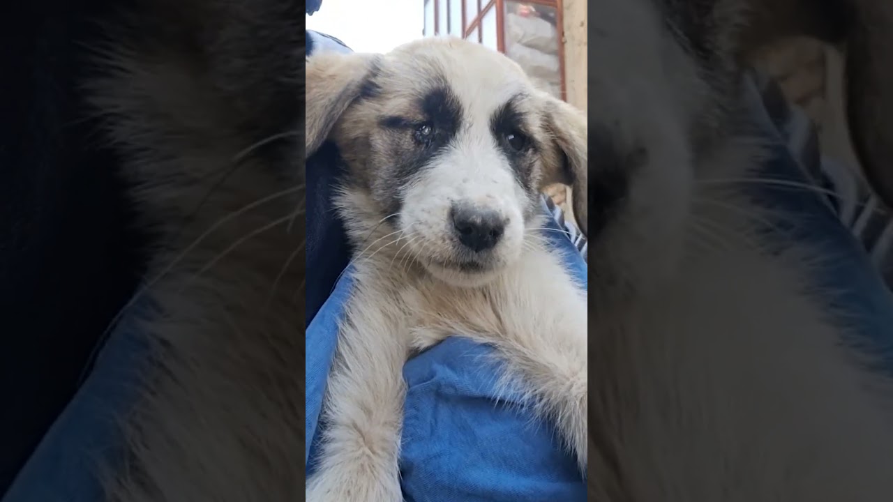 "I saved this little dog from the pain of blindness."Ask