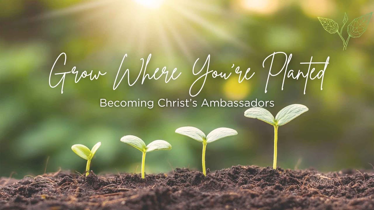 Grow Where You're Planted - Building on a Foundation - YouTube