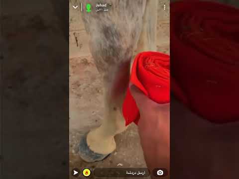 يوميات جهاد ابالخيل ♥️