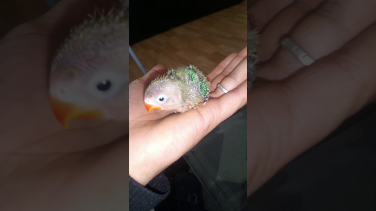 Bebe Inseparable 17 Jours Youtube