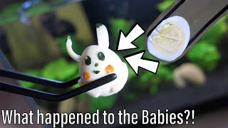 What happened to the Baby Guppy Fish?