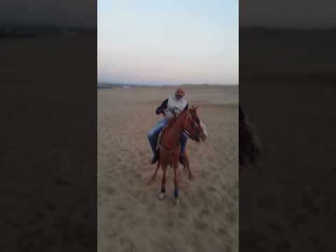 شي يا زيكو على الاستطبل 