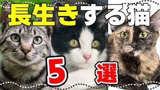 【2023年版｜猫の平均寿命】長寿の猫の柄や特徴！ギネス記録の猫も