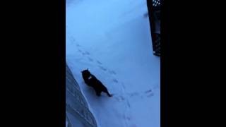 Nitobi Snowball Fight