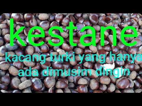 Video: Kacang Turki (kacang)