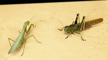 WHAT IF A HUNGRY MANTIS SEES A HUGE LOCUST? - INSECT VERSUS!