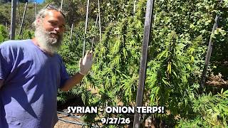 SYRIAN - ONION TERPS!  - 9/27/26