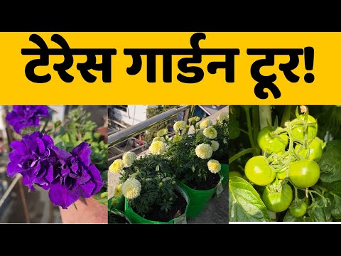 घर की छत पर उगाई गई सब्ज़ियाँ और पौधे देखें गार्डन टूर | Terrace Garden Video In India In Hindi