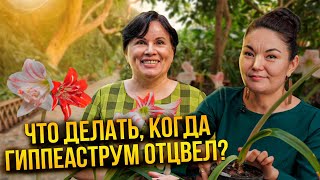 Что делать, когда гиппеаструм отцвёл?