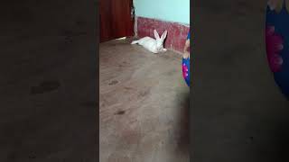 #wesanderson #music #mybunny #funnyanimal #cat #adorably #funnypet #cute #mycuterabbit
