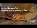Ref:KBVu3ZNNg9U Terroir : les mille bienfaits des amandes provenales