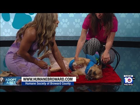 Adopt A Pet: Meet Gaia