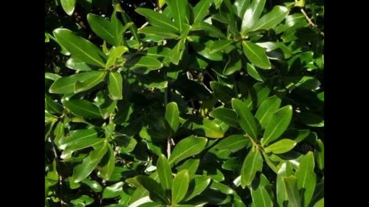 MSOKONOI ( KISAKA UCHAWI) MPAJA NA MAAJABU YAKE 255656435959