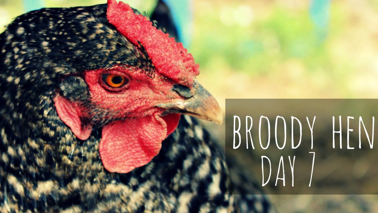Broody hen has been sitting on eggs for a week!! YouTube