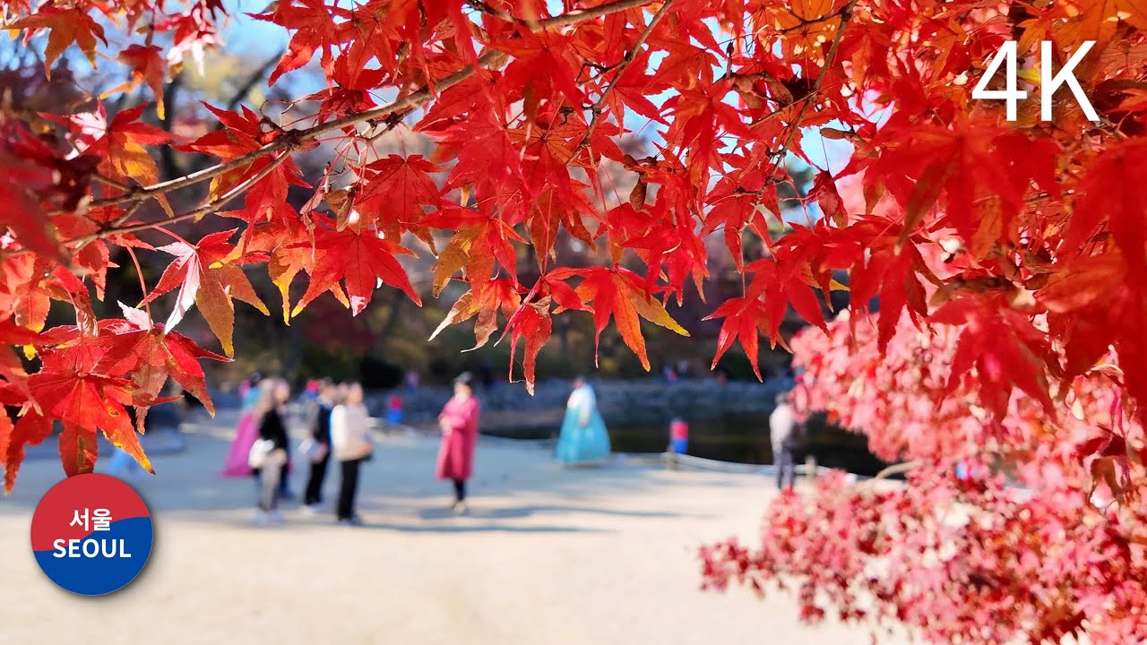 Walking in Seoul l Changgyeonggung Palace l Autumn leaves / 창경궁 단풍 걷기 l 2024.11.22