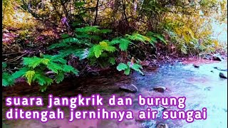 Download Lagu SUNGAI JERNIH // SUARA JANGKRING DAN SUARA BURUNG DALAM KESUNYIAN MP3 Download Lagu SUNGAI JERNIH // SUARA JANGKRING DAN SUARA BURUNG DALAM KESUNYIAN MP3