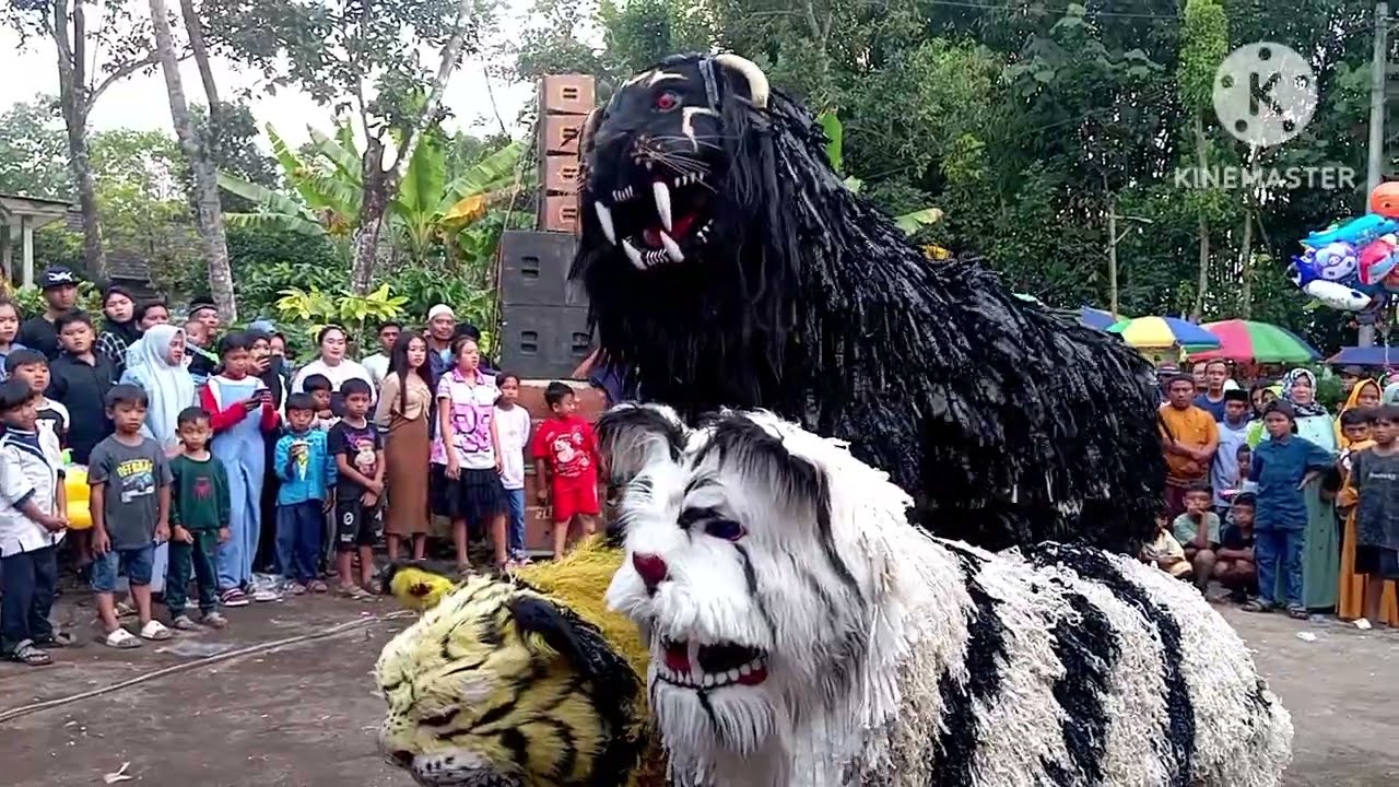 Ini seru!! 6 Atraksi macan ba lakek !|| drumband dan macan ba lakek || can macanan bondowoso