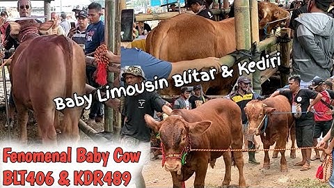 Anak Sapi Limousin Fenomenal BLT406 Dan KDR489 Di Kontes Sapi Jember 2022