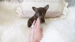 mini chihuahua, petit chien de poche !