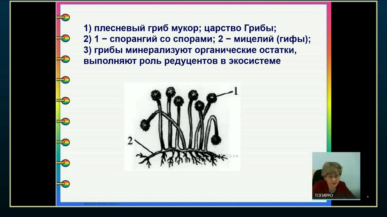 Подготовка к ГИА. Биология 11 класс 07.12.2018 - YouTube