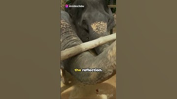 Did you know? Elephants can recognize themselves in a mirror! #amazinganimals #shorts