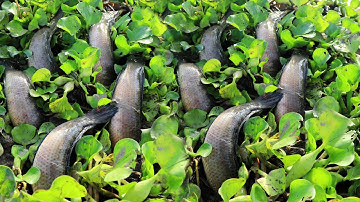Very Lucky Fishing! Found & Catching Snakehead Fish & Catfish in Water Hyacinth
