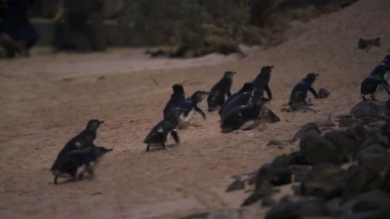 Penguin Foundation Little Penguin