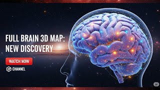 Full Brain 3D Map: New Discovery