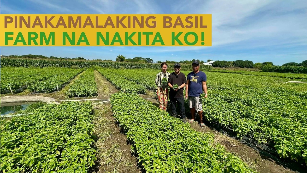 Galing Naman! Wala Silang Problem sa Buyers ng Kinchay, Basil, Wansoy at kutchay!