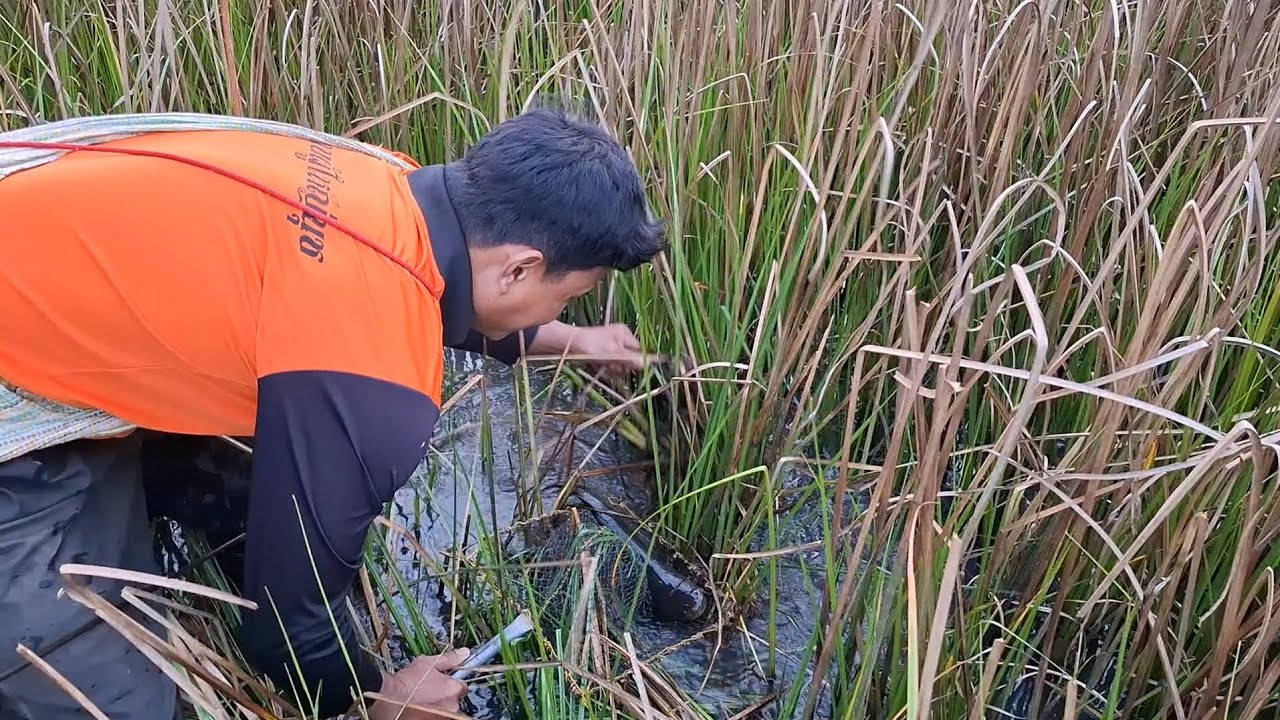 ปักเบ็ดเหยื่อแมลงจีซอล หมายป่าผือ ปลาช่อนตัวอ้วนๆ