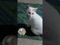 Eye one kitty boy 😻 #automobile #funnyvideo #funnykittens