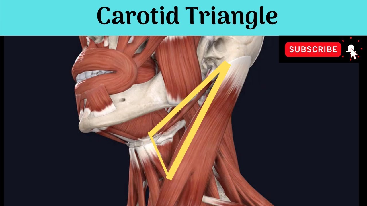 Anterior Triangle of Neck Carotid Triangle Anatomy mbbs education