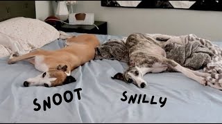 dogsitting snoot and snilly the whippets