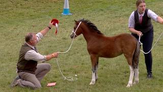Merlod Mynydd Cymreig - Eboles o Gaseg Fagu | Welsh Mountain Ponies - Brood Mare Filly Foal