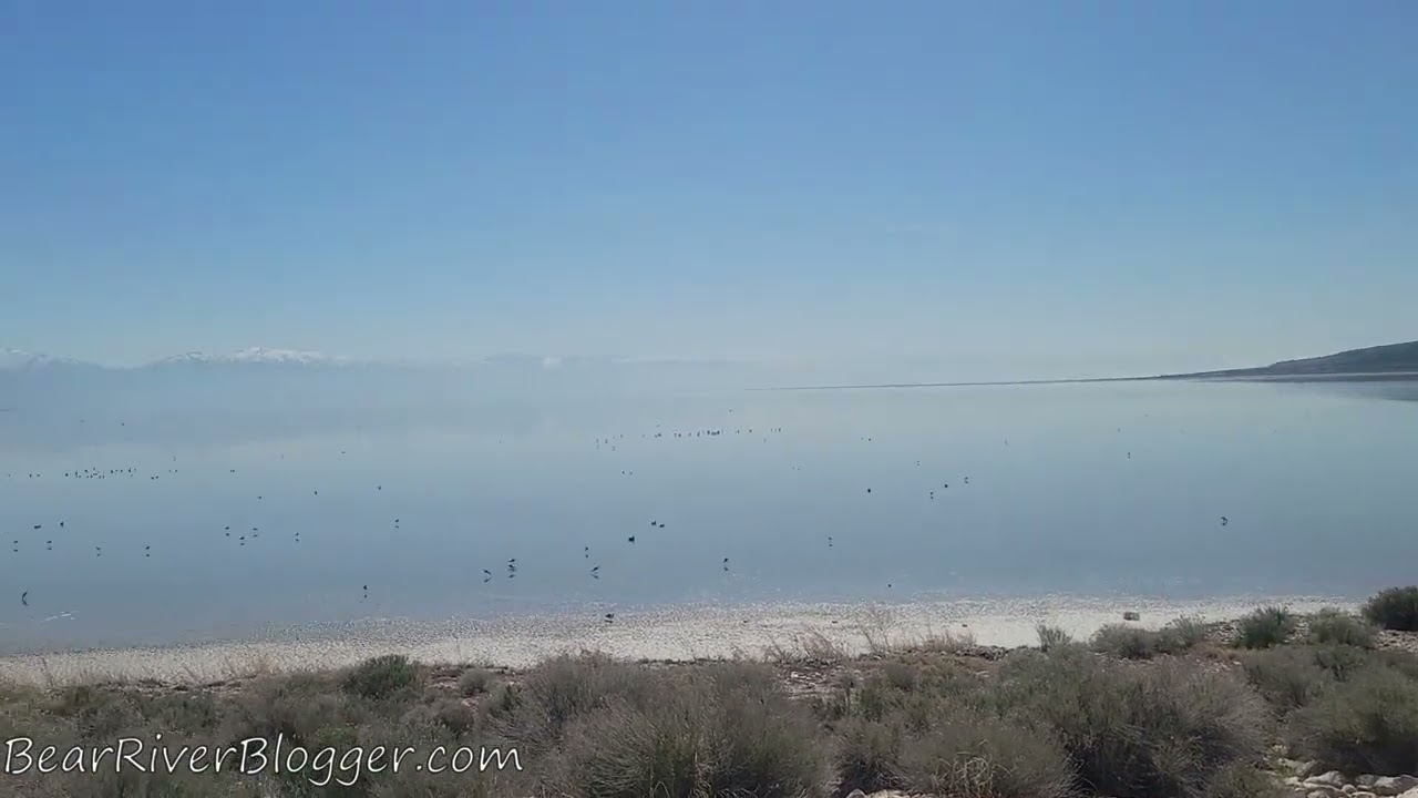 Spring Bird Watching On The Great Salt Lake