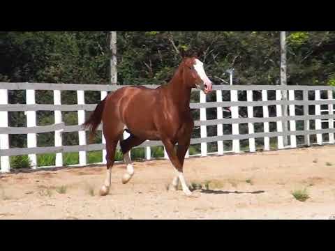 LOTE 18   CHIC GUN HNT