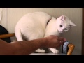 猫に嫌われる男　2013