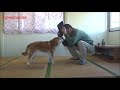 正月の親戚と犬