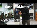 Filtre externe oase biomaster avec ou sans chauffage intgr chez aquaplante